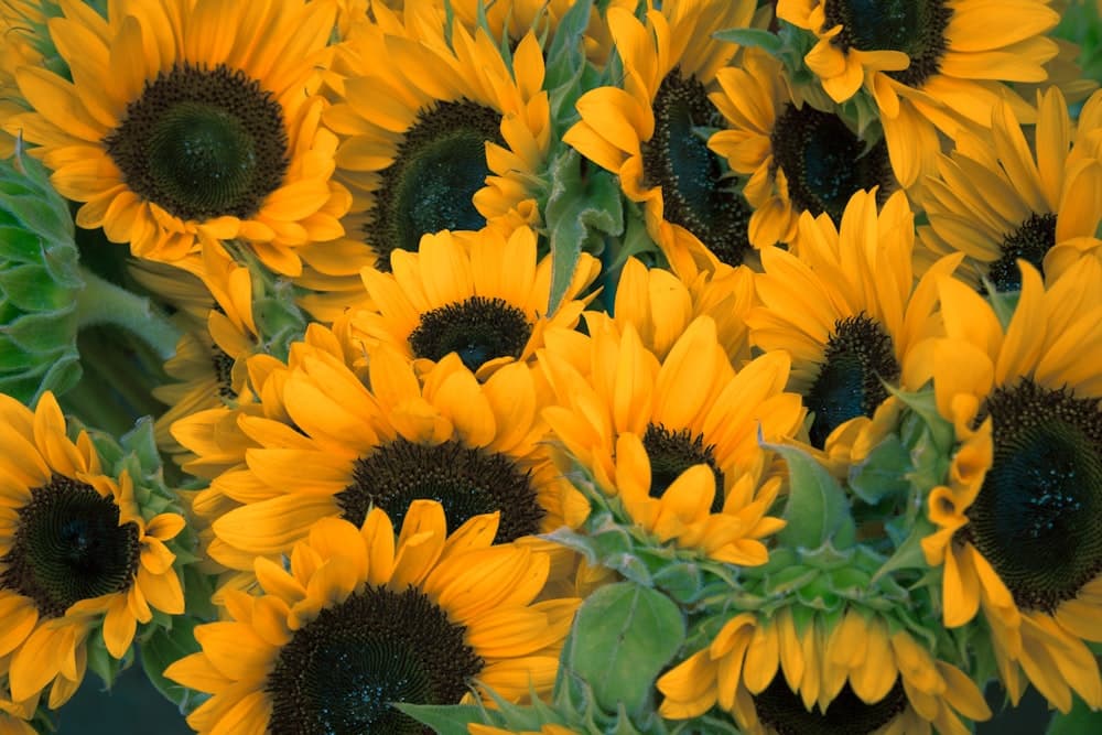 A bright cluster of sunflowers